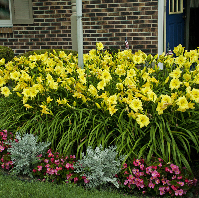 Going Bananas Daylily from Oakes Daylilies