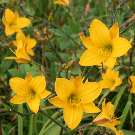 Golden Chimes Daylily from Oakes Daylilies