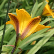 Golden Chimes Daylily from Oakes Daylilies