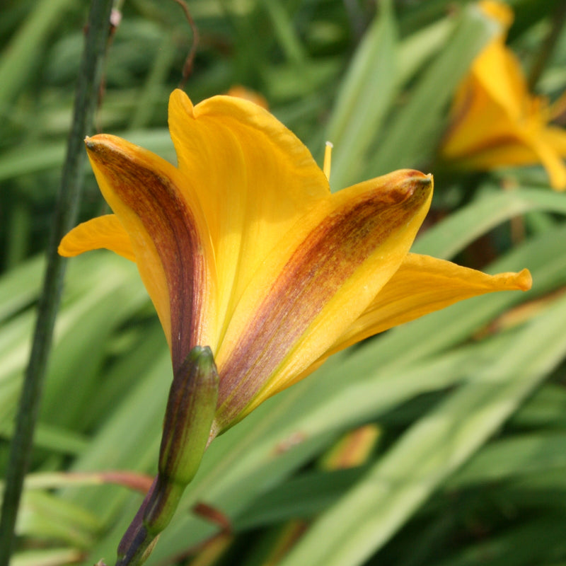 Golden Chimes Daylily from Oakes Daylilies