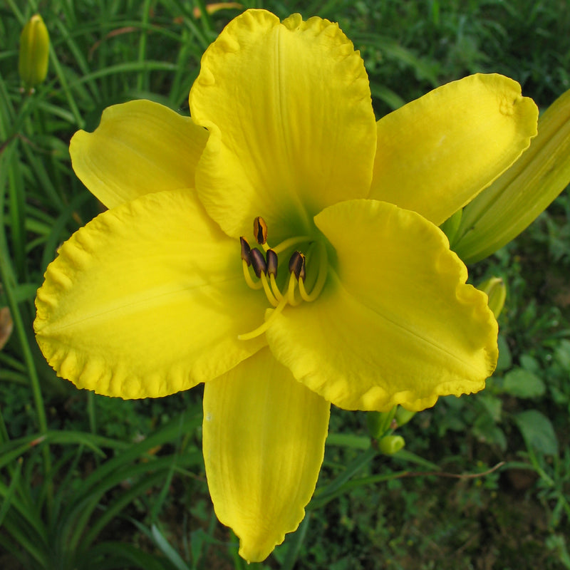 Golden Ginkgo Daylily from Oakes Daylilies