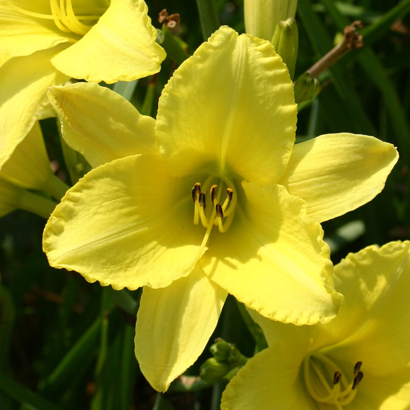 Golden Ginkgo Daylily from Oakes Daylilies