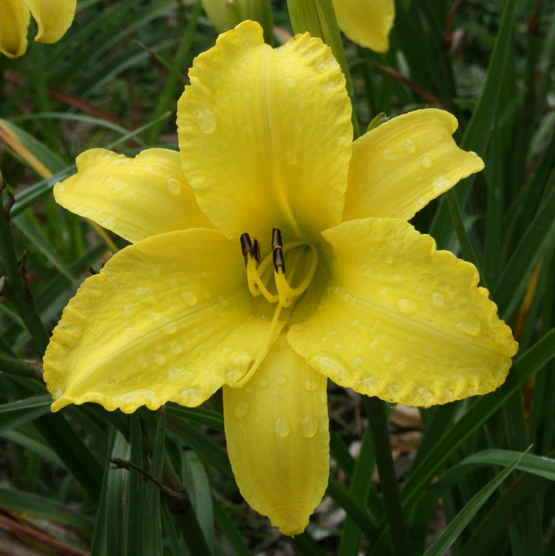 Golden Ginkgo Daylily from Oakes Daylilies