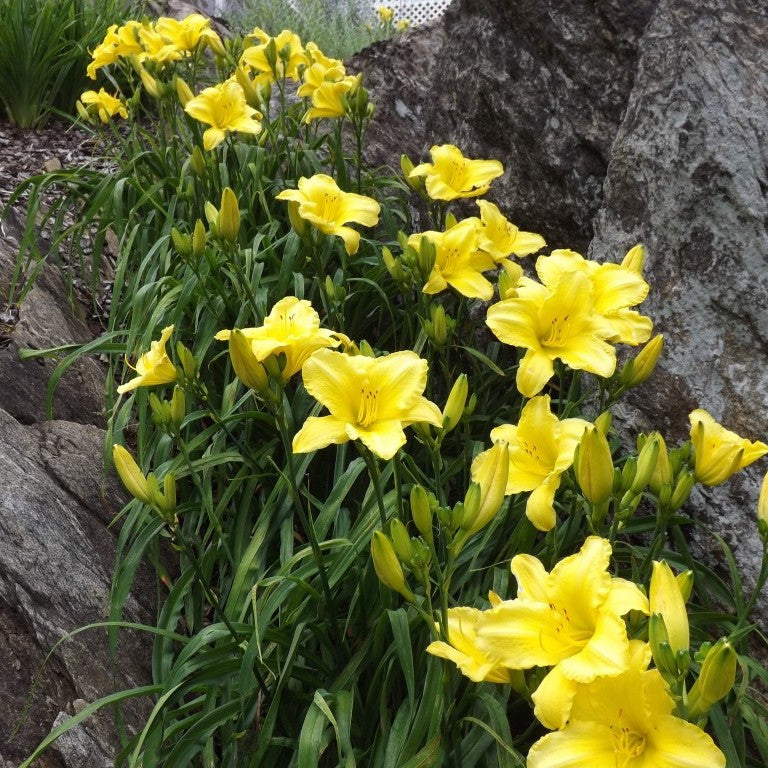 Good Impression Daylily from Oakes Daylilies