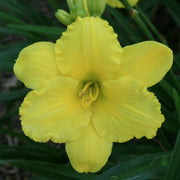Good Impression Daylily from Oakes Daylilies