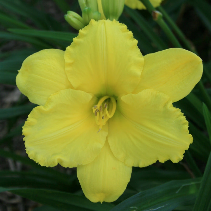 Good Impression Daylily from Oakes Daylilies