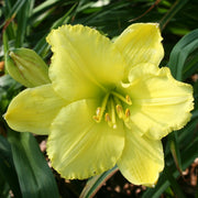 Good Impression Daylily from Oakes Daylilies