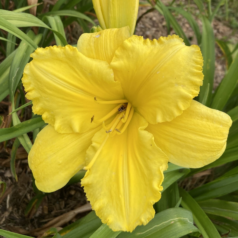 Good Impression Daylily from Oakes Daylilies