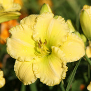 Good Impression Daylily from Oakes Daylilies
