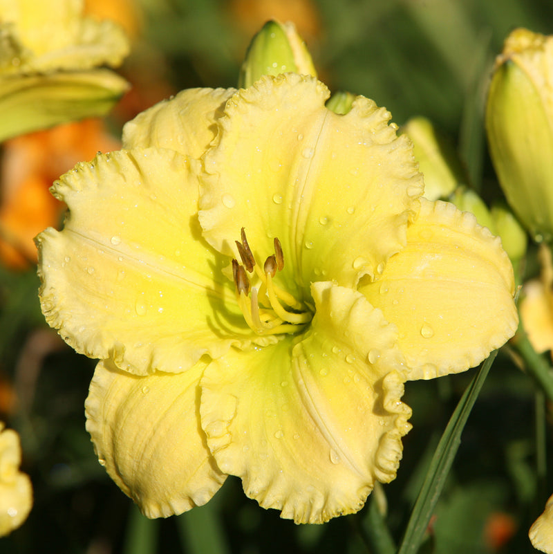 Good Impression Daylily from Oakes Daylilies