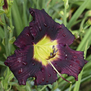 Grape Stomping Daylily from Oakes Daylilies