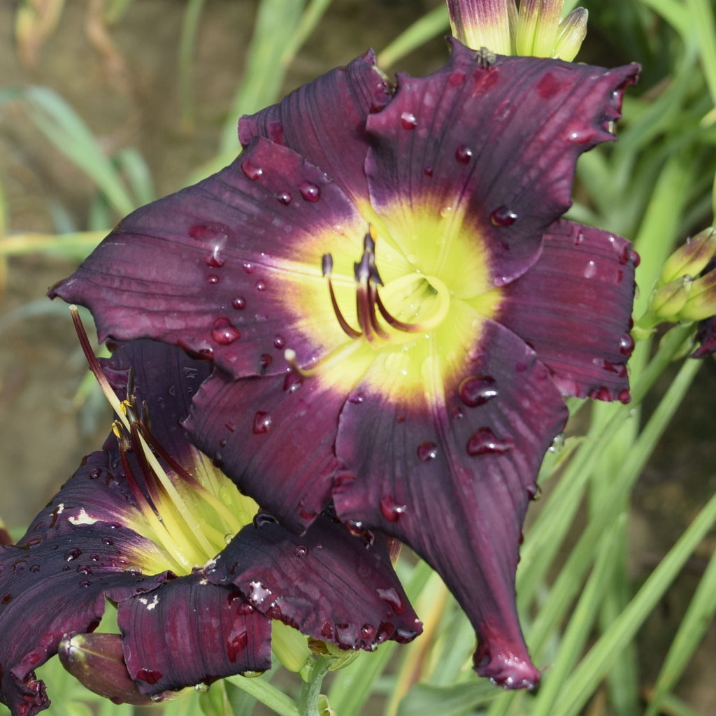 Grape Stomping Daylily |Deep Rich Color| Oakes Daylilies