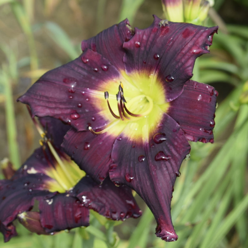 Grape Stomping Daylily from Oakes Daylilies