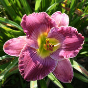 Guided by Voices Daylily from Oakes Daylilies