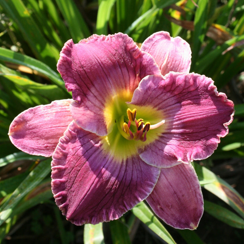 Guided by Voices Daylily from Oakes Daylilies