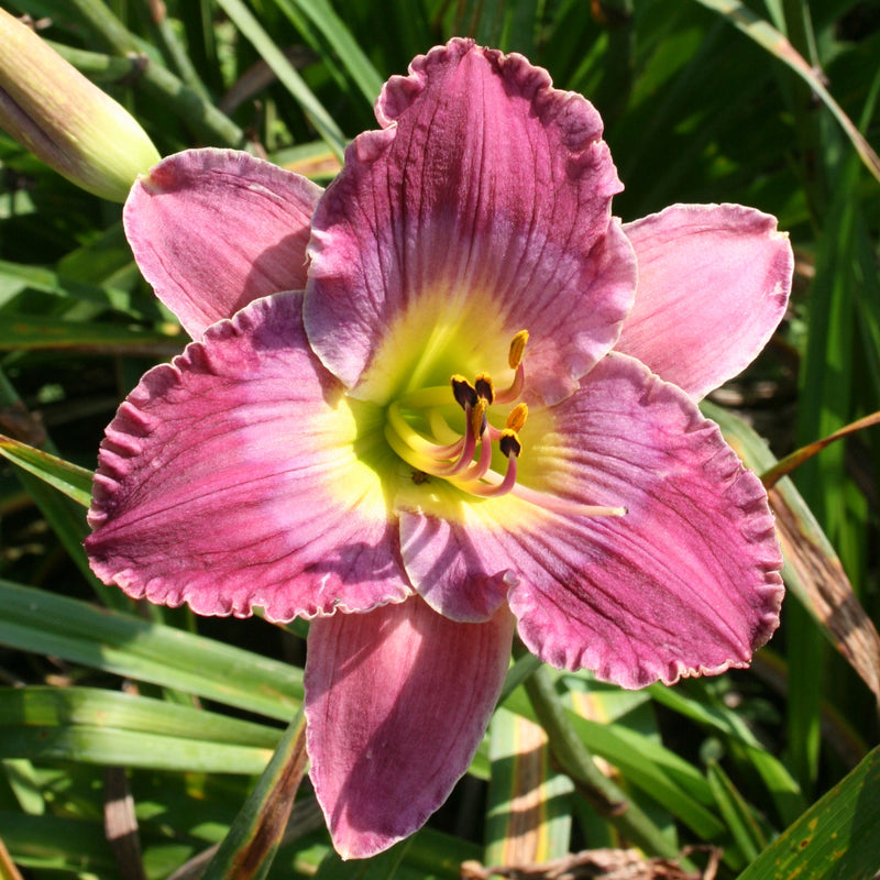 Guided By Voices Daylily from Oakes Daylilies