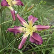 Guineas on Parade Daylily from Oakes Daylilies