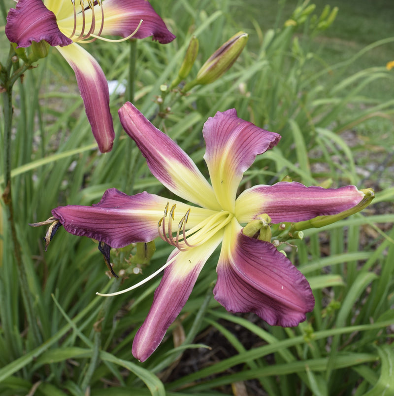 Guineas on Parade Daylily from Oakes Daylilies