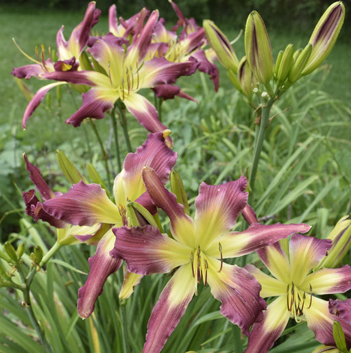 Guineas on Parade Daylily from Oakes Daylilies