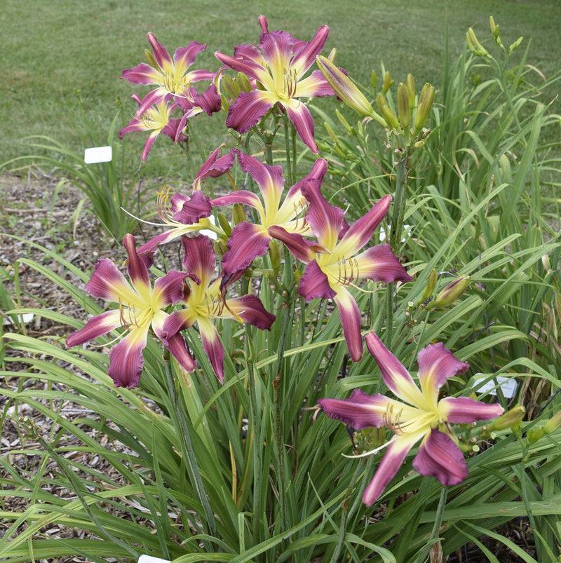 Guineas on Parade Daylily from Oakes Daylilies