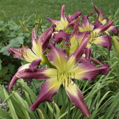 Guineas on Parade Daylily from Oakes Daylilies