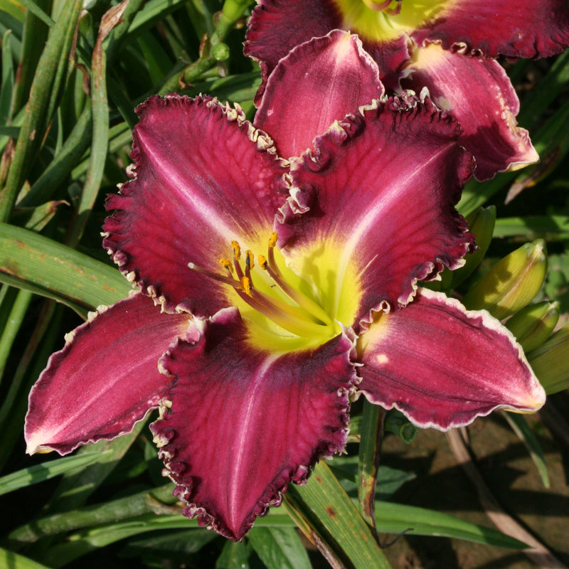 Gus Townsend Daylily from Oakes Daylilies