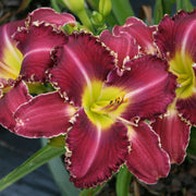Gus Townsend Daylily from Oakes Daylilies