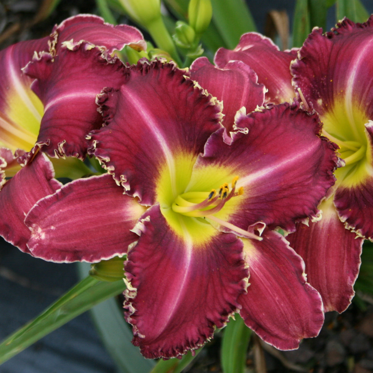 Gus Townsend Daylily from Oakes Daylilies