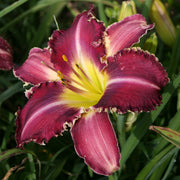 Gus Townsend Daylily from Oakes Daylilies