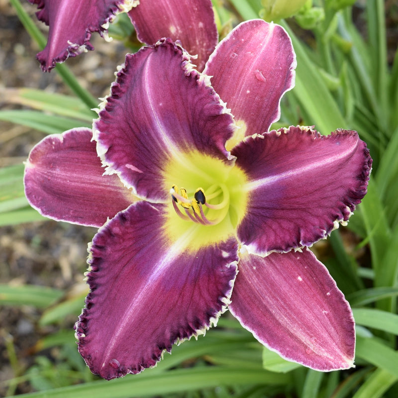 Gus Townsend Daylily from Oakes Daylilies