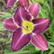 Gus Townsend Daylily from Oakes Daylilies