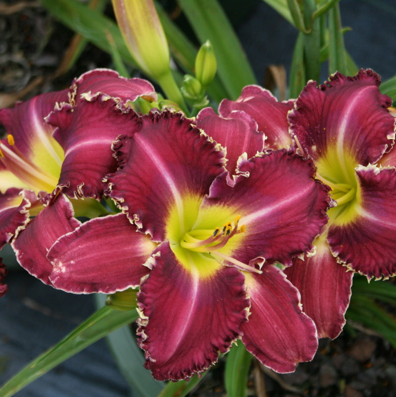 Gus Townsend Daylily