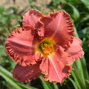 Gypsy Rose Daylily from Oakes Daylilies