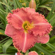 Gypsy Rose Daylily from Oakes Daylilies