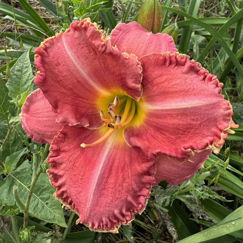 Gypsy Rose Daylily from Oakes Daylilies