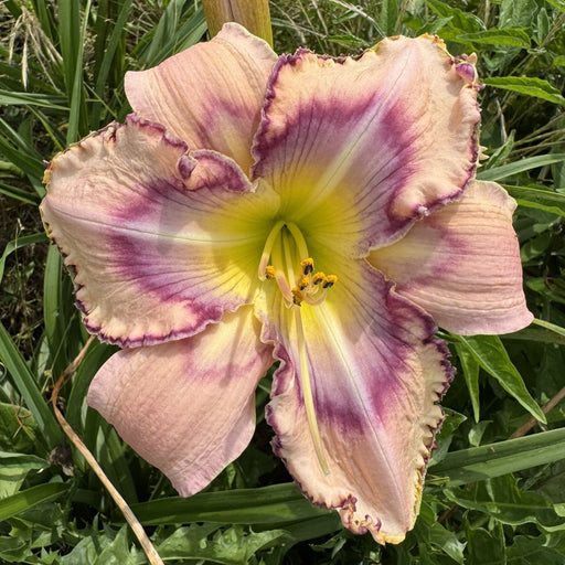 Handwriting on the Wall Daylily from Oakes Daylilies