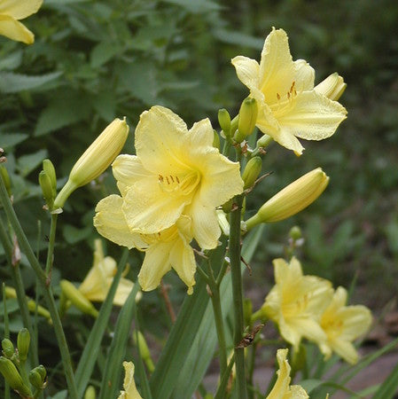 Oakes Daylilies Happy Returns Daylily - Thumbnail 3