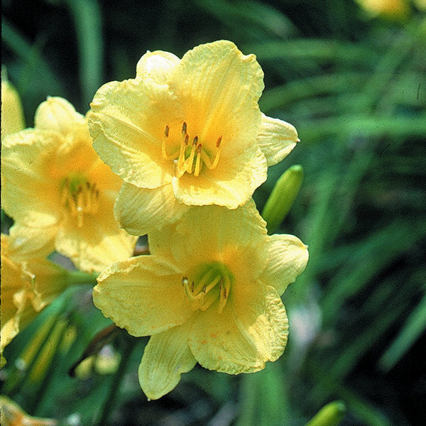 Oakes Daylilies Happy Returns Daylily