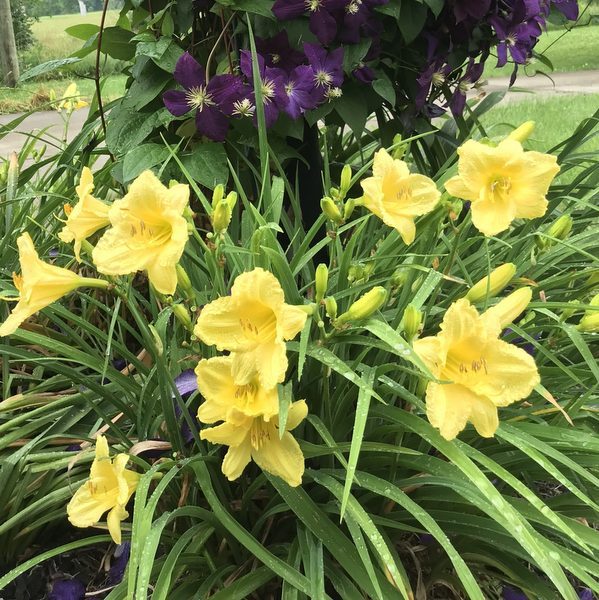 Happy Returns Daylily from Oakes Daylilies