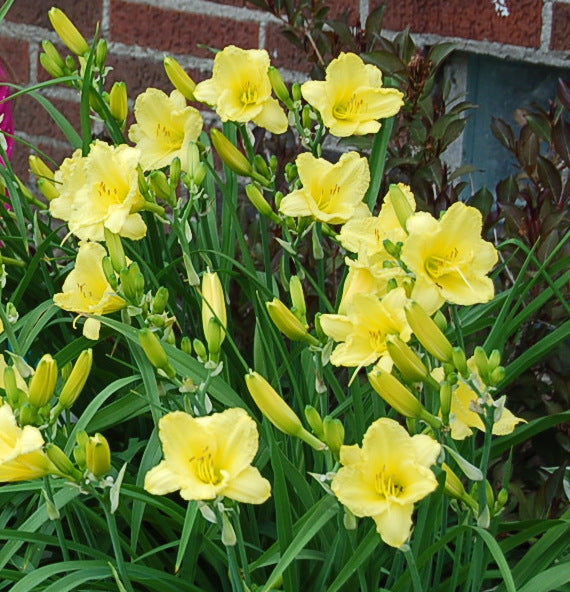 Happy Returns Daylily from Oakes Daylilies