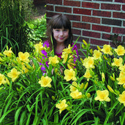 Happy Returns Daylily from Oakes Daylilies