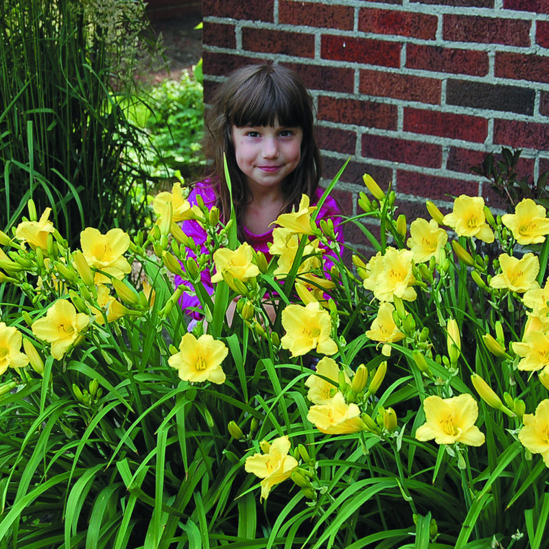 Happy Returns Daylily from Oakes Daylilies