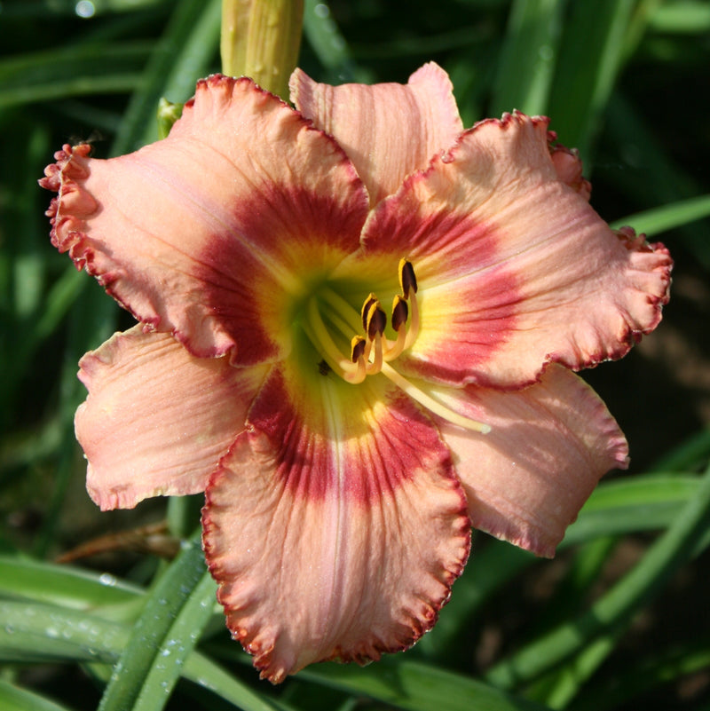 Hasty Point Plantation Daylily from Oakes Daylilies