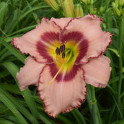Hasty Point Plantation Daylily from Oakes Daylilies