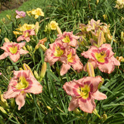 Hasty Point Plantation Daylily from Oakes Daylilies