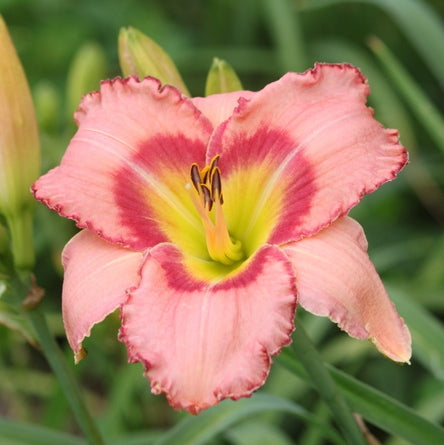 Hasty Point Plantation Daylily from Oakes Daylilies