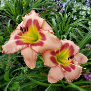 Hasty Point Plantation Daylily from Oakes Daylilies