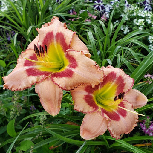 Hasty Point Plantation Daylily from Oakes Daylilies