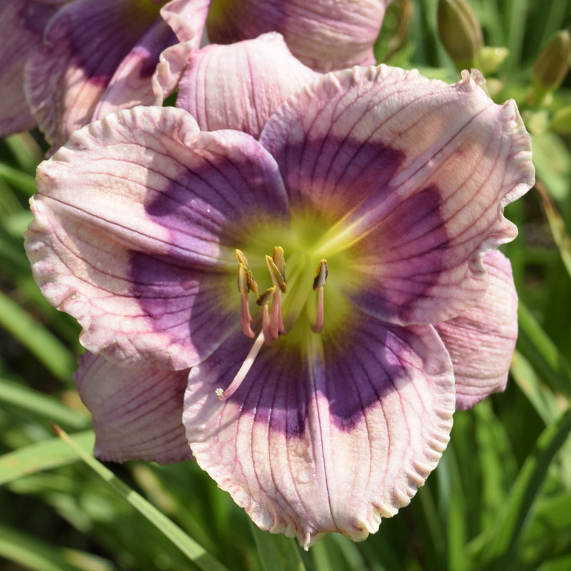 Hazel's Stitchery Daylily from Oakes Daylilies