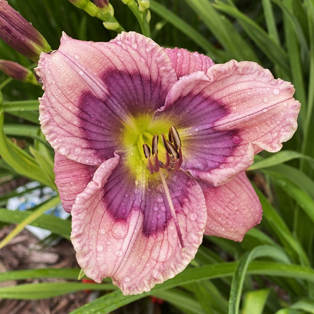 Hazel's Stitchery Daylily |
